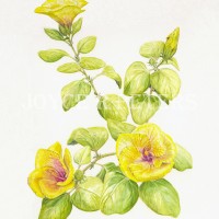 Malvaceae Hibicus rosa-sinensis, Georgia’s Pearl