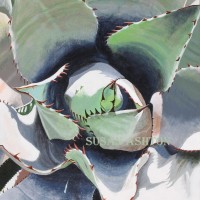 Agave <br>
Acrylics on Masonite Agave