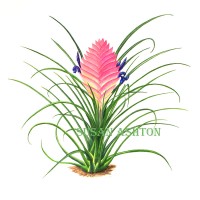 <i>Tillandsia cyanea,</i> Pink Quill Plant <br>
Watercolor on Paper Tillandsia cyanea, Pink Quill Plant