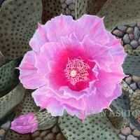 <i>Opuntia basilaris,</i> Beavertail cactus <br> Watercolor on Paper Opuntia basilaris, Beavertail cactus