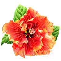 <i>Hibiscus rosa-sinensis</i> <br>
Inktense and Watercolor Pencils on Hhot Press Watercolor Paper Hibiscus, rosa-sinensis