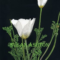 <i>Eschscholzia californica</i> subspecies <i>mexicana,</i> Mexican Gold Poppy (white variation)
<br>
Scratch Board with Watercolor - 10 inch X 8 inch Mexican Gold Poppy (white variation) Eschscholzia californica subspecies mexicana