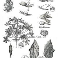 <i>Pediomelum pentaphyllum,</i> Chihuahuan Scurf Pea<br>
Ink on Bristol Plate Pediomelum pentaphyllum, Chihuahuan Scurf Pea