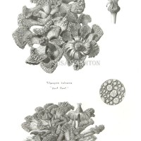 <i>Titanopsis calcarea,</i> Wart Plant<br>
Graphite on Bristol Vellum Titanopsis calcarea, Wart Plant