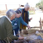 Grasses 16