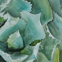 Agave colorata, mescal ceniza