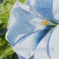 Datura wrightii, jimson weed