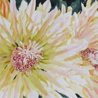 Ferocactus macrodiscus, barrel cactus