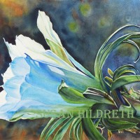 Harrisia jusbertii, night blooming cereus