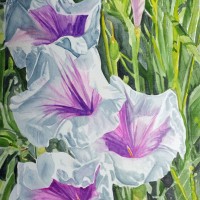 Ipomoea longifolia, pink throated morning glory