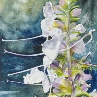 Salvia apiana, white sage