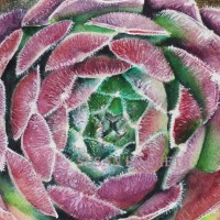 Sempervivum ‘Whitney”, hen and chicks