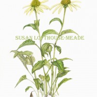 <i>Echinacea purpurea,</i> White coneflower <br>
Colored Pencil on Watercolor Paper Echinacea purpurea, White coneflower