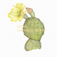 <i>Opuntia Macrorhiza,</i> Plains prickly pear <br>
Colored Pencil on Watercolor Paper Opuntia Macrorhiza, Plains prickly pear
