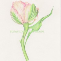 Blush parrot tulip <br> Colored Pencil and Watercolor on Watercolor Paper Blush parrot tulip