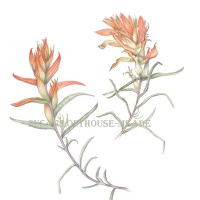 <i>Castilleja confusa,</i> Indian paintbrush <br> Colored Pencil on Watercolor Paper Castilleja confusa, Indian paintbrush