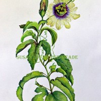 <i>Passiflora caerulea,</i> Blue passion flower <br> Watercolor on Watercolor Paper Passiflora caerulea, Blue passion flower