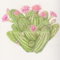 <i>Echinopsis Chamaelobivia </i> 'Rose Quartz', Peanut cactus <br> Watercolor and Colored Pencil on Watercolor Paper Echinopsis Chamaelobivia 'Rose Quartz', Peanut cactus