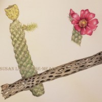 <i>Cylindropuntia imbricata,</i> Cane cholla study <br> Colored Pencil on Watercolor Paper Cylindropuntia imbricata, cholla study