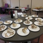 Gorgeous mushrooms for our specimens. These were a mix of Blue Oyster and Pioppino mushrooms. Potter 08