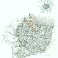 Coryphantha robbinsorum