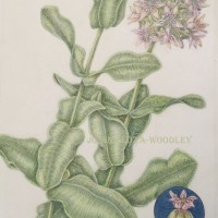 Asclepias lemmonii