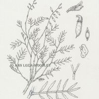 Astragalus wingatanus