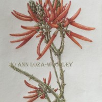 Erythrina herbacea
