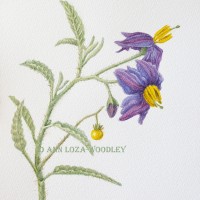 Solanum elaeagnifolium, Silverleaf Night Shade