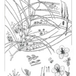 Parkinsonia aculeata