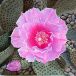 Opuntia basilaris