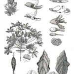 Pediomelum pentaphylum