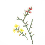 Cylindropuntia leptocaulis