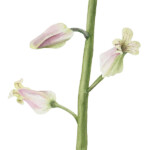 Streptanthus carinatus ssp. arizonicus