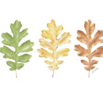 Quercus gambelii