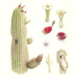Carnegeia gigantea