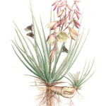 Yucca bacatta