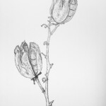 Yucca angustissima