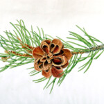 Pinus edulis