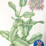 Asclepias lemmonii
