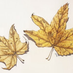 Platanus wrightii