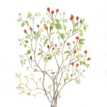 Capsicum annuum