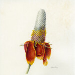 Ratibida columnaris var. pulcherrima