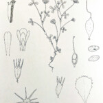 Trifolium pinetorum