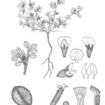 Acmispon brachycarpus
