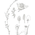 Dalea pulchra