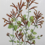 Justicia californica