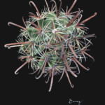 Ferocactus wislizenii