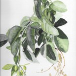 Nicotiana glauca