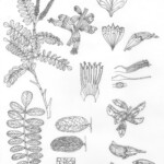 Amorpha fruticosa